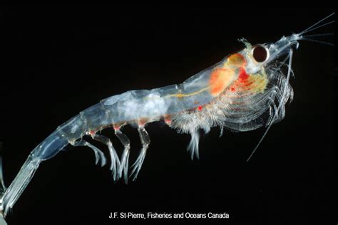 Krill (Euphausiids) .